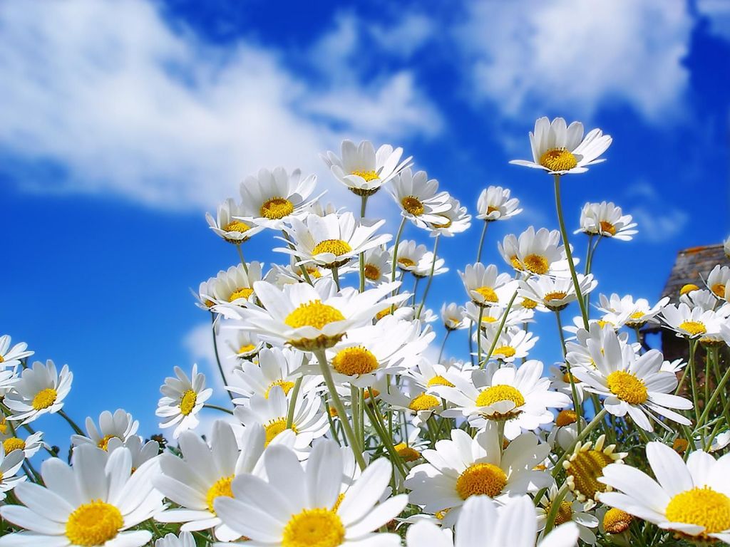 FLORES-FOTO-PPAL.jpg